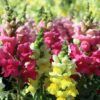 Assortment of Snapdragons in various colors