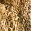 Corn Stalk bundles standing up