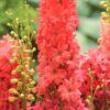 Red Lark Delphinium Photo 1