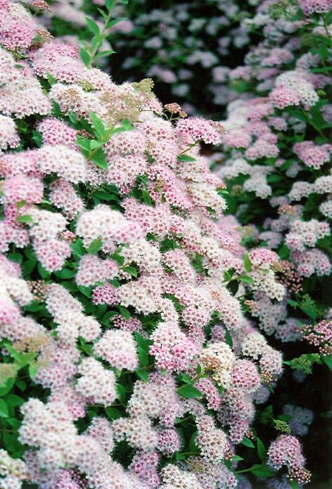 little princess spirea