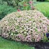 little princess spirea