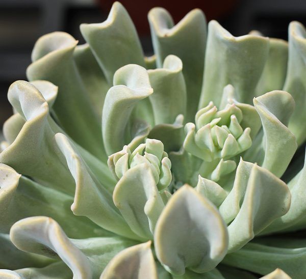 Echeveria