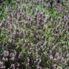 lemon thyme