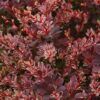 rose glow Japanese barberry