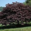 burgundy hearts redbud