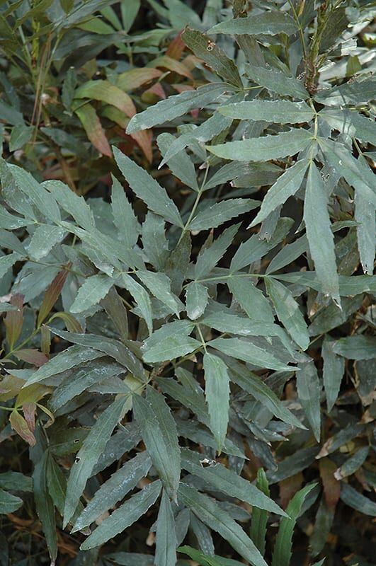 fortune mahonia