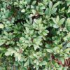 Swing Low Distylium