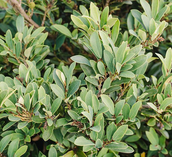 Swing Low Distylium