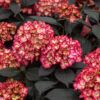 Eclipse Hydrangea