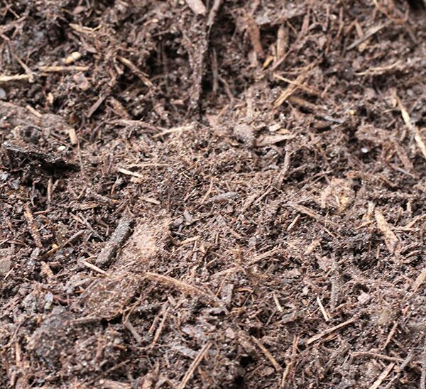 Ornamental Tree Pick & Plant Package