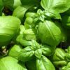 Italian Basics Herb Kit Photo 1