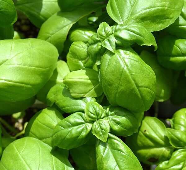 Italian Basics Herb Kit Photo 1