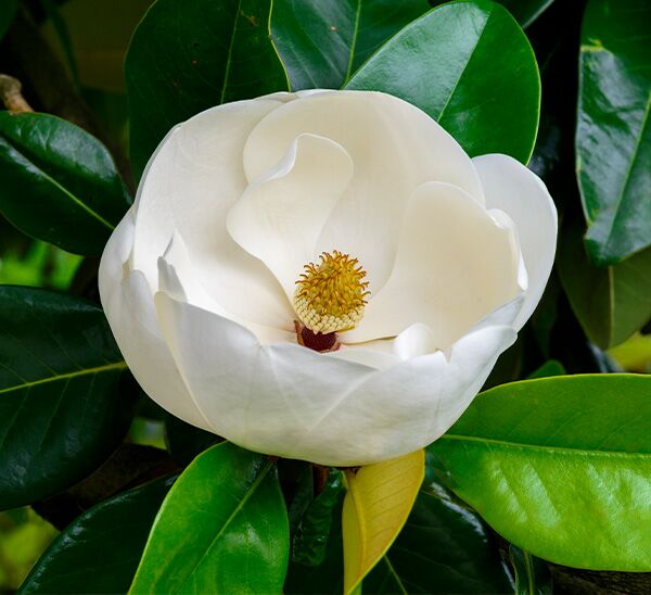 Ornamental Tree Pick & Plant Package