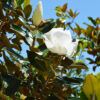 Ornamental Tree Pick & Plant Package Photo 1