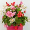 Tophat™ Begonia Photo 1
