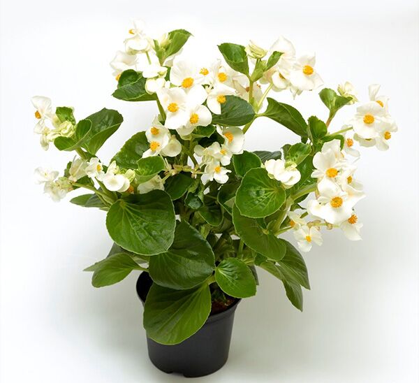 Tophat™ Begonia