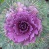 Ornamental Cabbage close up of fall colors