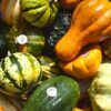 Collection of various Ornamental Gourds