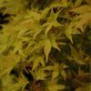 ryusen Japanese maple