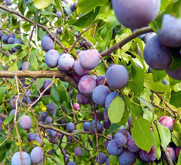 Morris Plum Tree