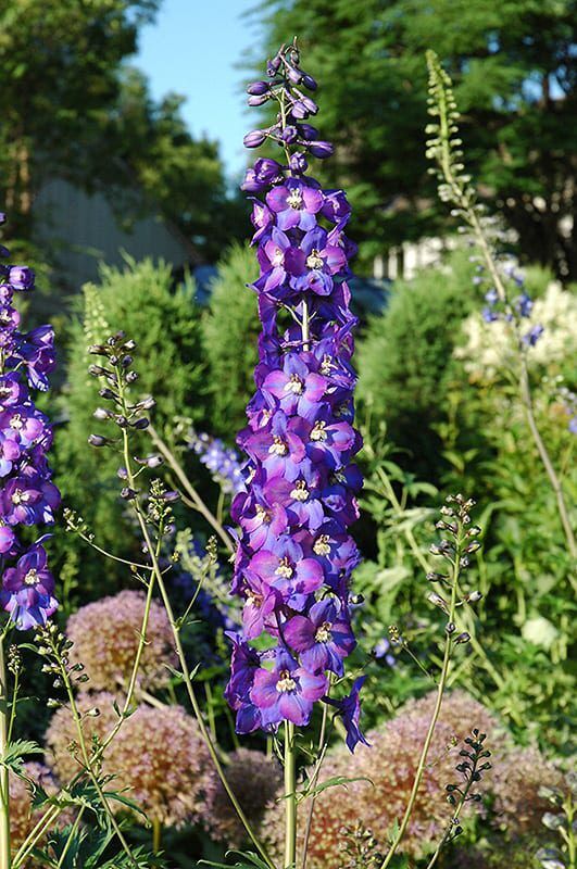 King Arthur Larkspur