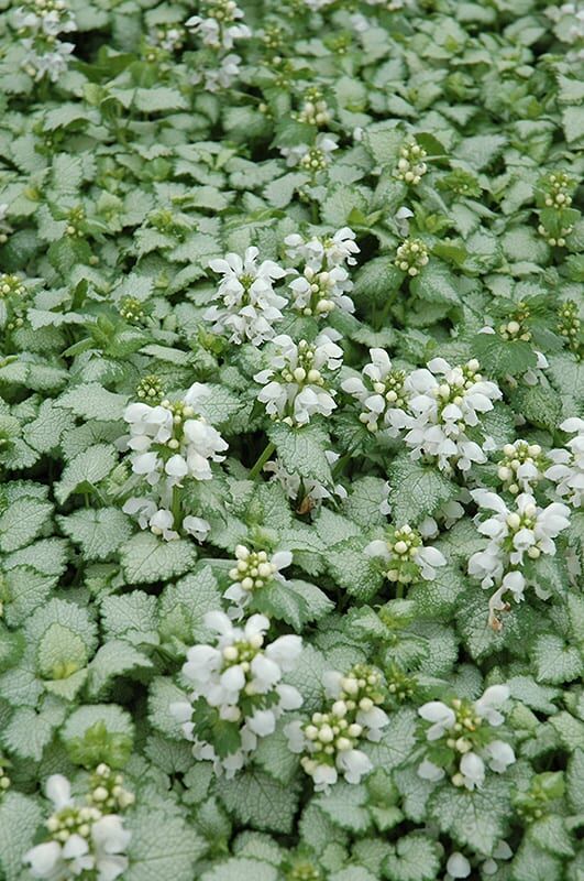 White Nancy Spotted Dead Nettle