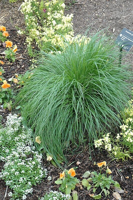 Hameln Dwarf Fountain Grass