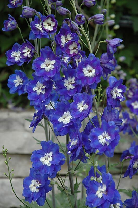 Blue Bird Larkspur