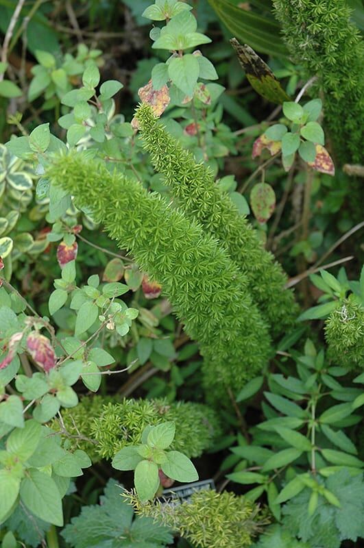 Asparagus Fern