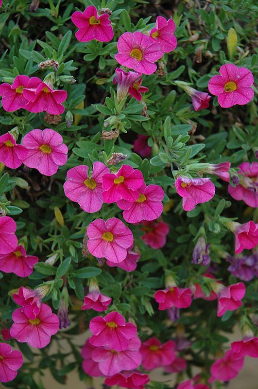 Cabaret Hot Pink Calibrachoa