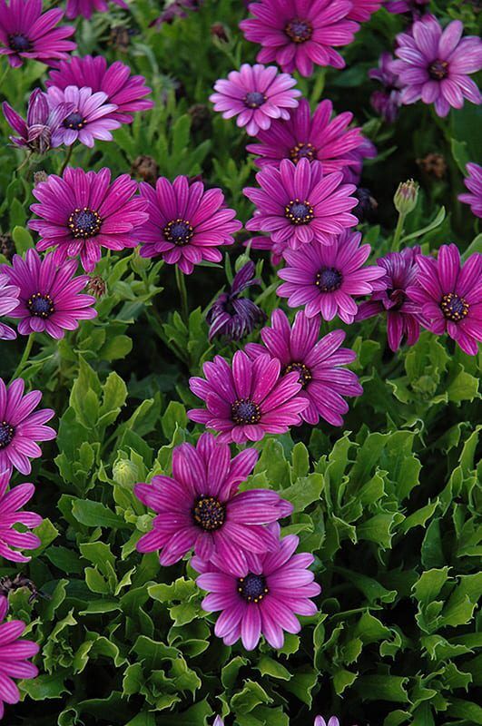 Akila Purple African Daisy