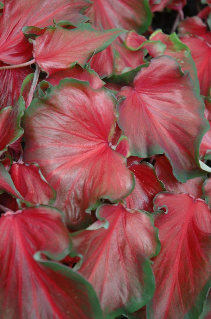 Red Frill Caladium