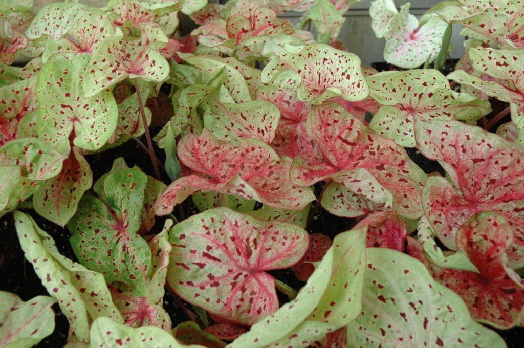 Miss Muffet Caladium