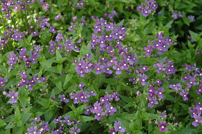 Poetry Blue Nemesia