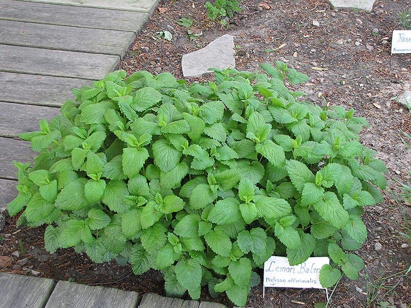 Lemon Balm