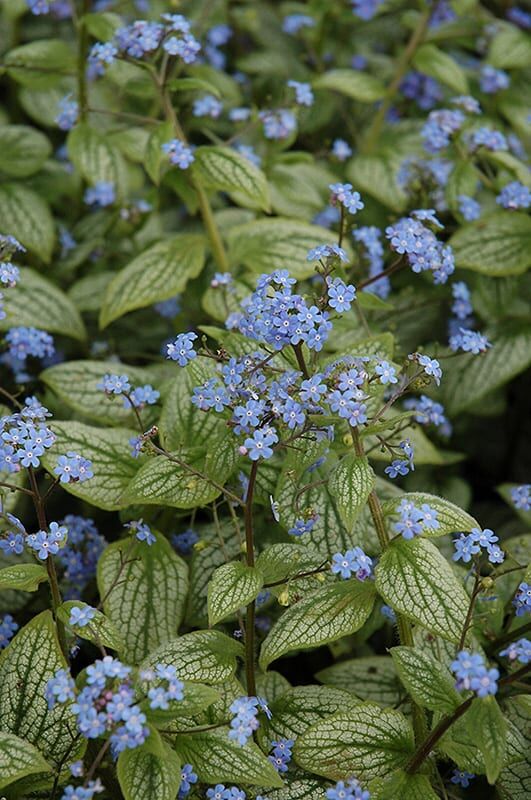 Silver Heart Bugloss