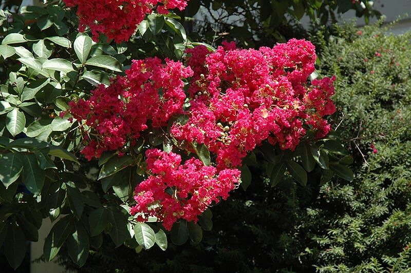 Centennial Spirit Crapemyrtle