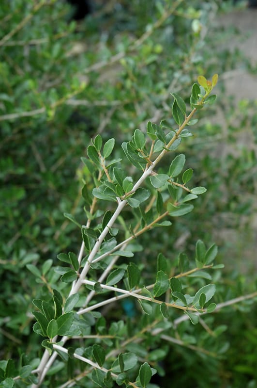 Pride Of Houston Yaupon Holly