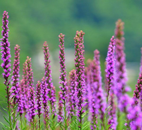 Liatris