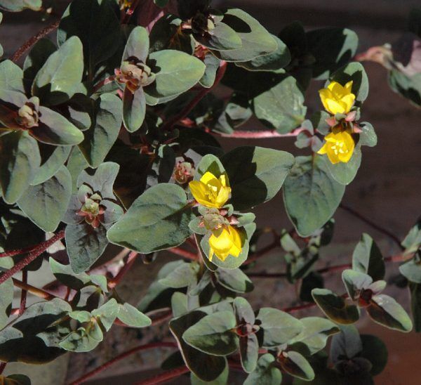 Lysimachia Golden Globe