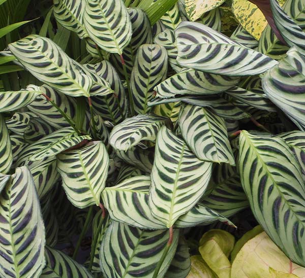 Calathea