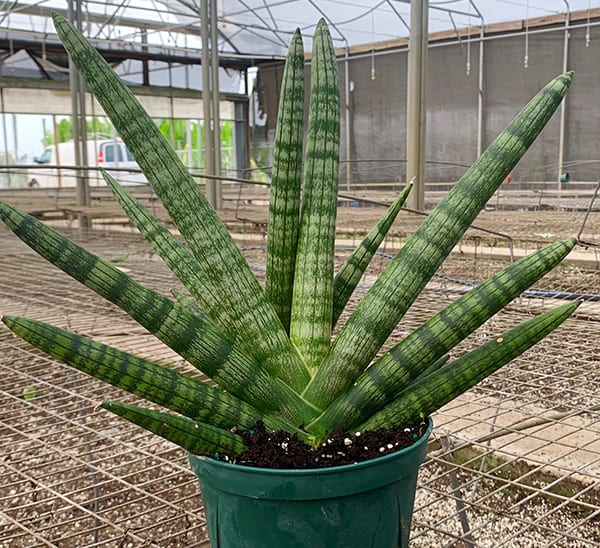 Starfish Sansevieria