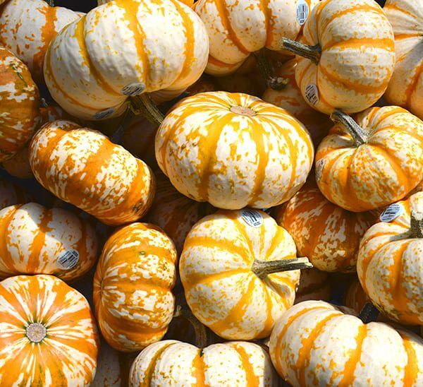 Baby Tiger Striped Pumpkin