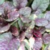 Burgundy Glow Ajuga Photo 1