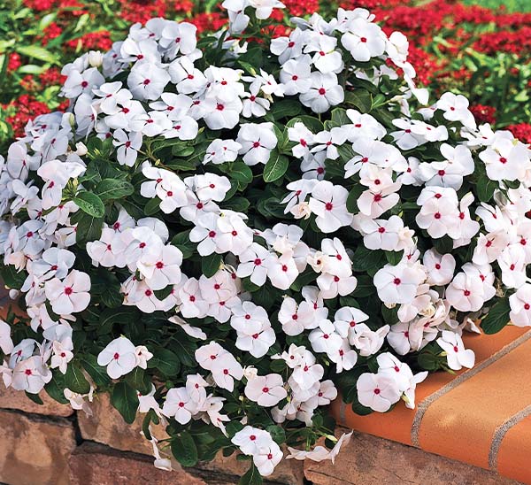 Cora® Cascade™ Vinca