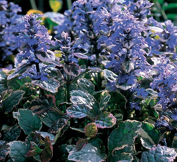 ajuga burgundy glow