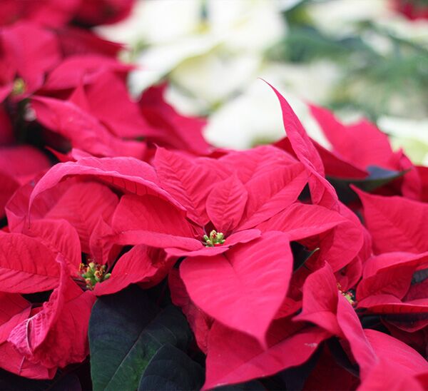 red poinsettias
