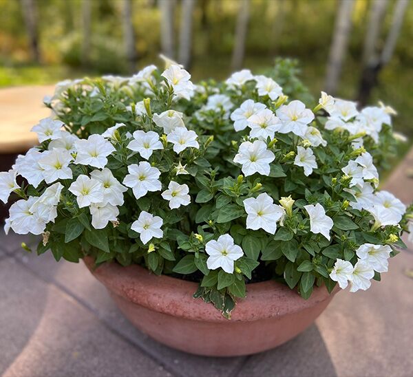 Firefly Petunia