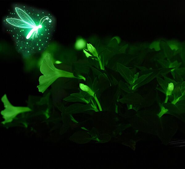 Firefly Petunia