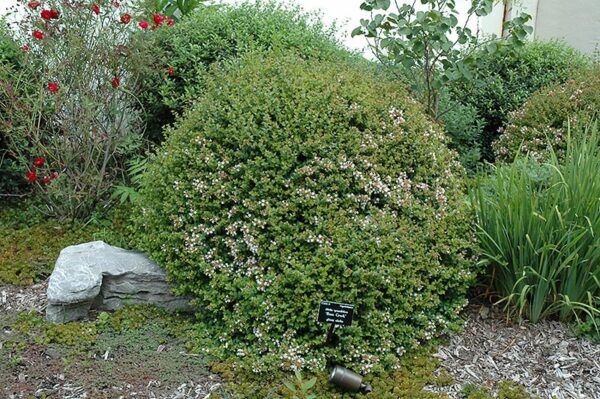 rose creek abelia